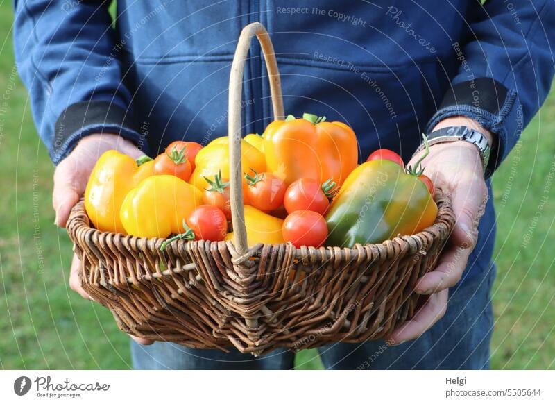 gute Ernte Erntezeit Tomaten Paprika eigene Ernte Garten Korb Mensch Mann festhalten Lebensmittel Gemüse frisch reif natürlich Gesundheit Sommer Ernährung