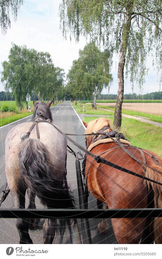 Pferdegespann auf der Landstraße Natur Landschaft Birkenallee Gespann Fuhrwerk Pferdekutsche ziehen Tiere 2 Tiere Teamwork Kutschfahrt Deichsel Zügel