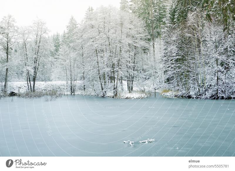 zugefrorener Teich mit vereisten Bäumen am Ufer / Winter Frost Nadelbäume frieren Eis Schnee eisblau Klimawandel Winterstimmung Jahreszeiten Wintertag Blog