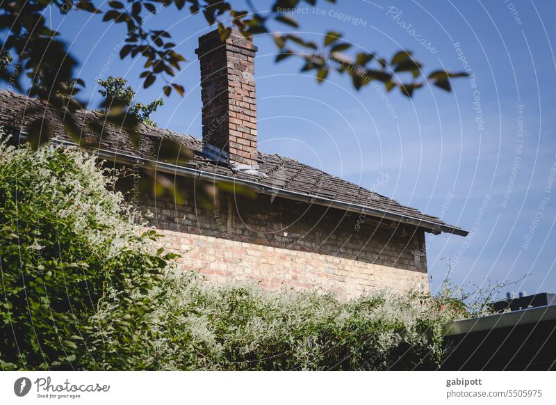 Drinkje bej Inkje | das Haus nebenan Schornstein Mauer Dach grünzeug Fassade mauerwerk Fassadenbegrünung alt Wand Menschenleer Bauwerk Farbfoto Architektur