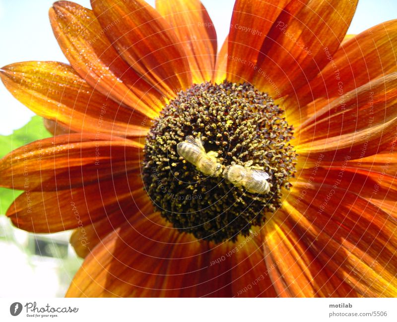 BestäubungsKuss im BlütenstaubMeer Sonnenblume Biene Pollen Sommer bestäubung