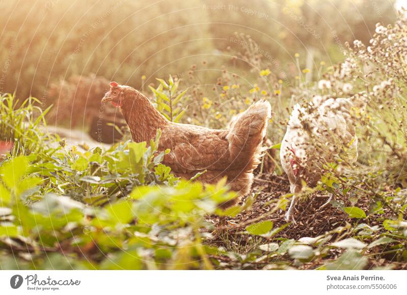 Huhn in der Sonne Haushuhn Vogel Nutztier Freilandhaltung Tierporträt Sonnenlicht Sonnenuntergang Bokeh Licht Unschärfe freilaufend Biologische Landwirtschaft