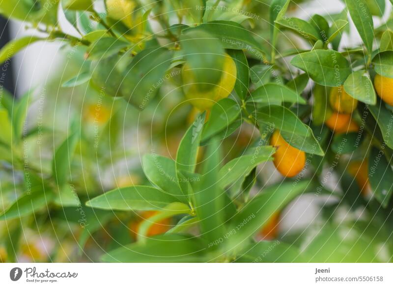 Zitrusfrüchte Zitrone Baum Strauch Kumquat Frucht gelb orange Gesundheit Vitamin Ernährung reif organisch frisch Lebensmittel saftig Sommer fruchtig natürlich