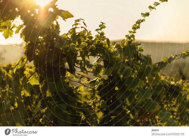 Wein in der Morgensonne Weintrauben Weinbau Weingut grün Natur Ernte Weinlese Landwirtschaft Frucht Weinrebe Sommer Feld Idylle Italien Licht Stimmung Weinberg