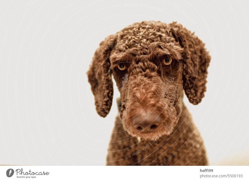 Was wollt ihr? Der spanische Wasserhund schaut vorwurfsvoll in die Kamera, nachdem er eine modische Kurzhaarfrisur bekommen hat. Porträt Perro de Agua Español