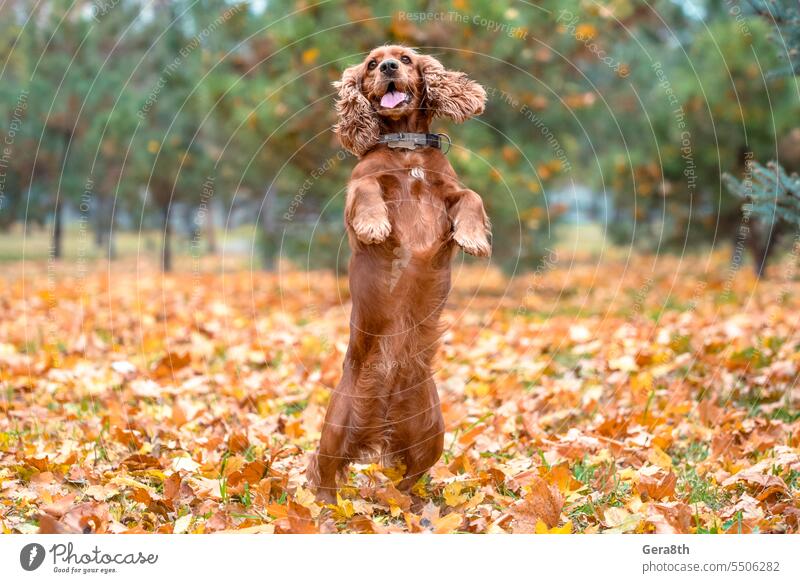 roter Hund der Rasse American Cocker Spaniel, der nachmittags bei einem Spaziergang im Park im Herbst auf den Hinterbeinen stehend springt Amerikaner Nachmittag
