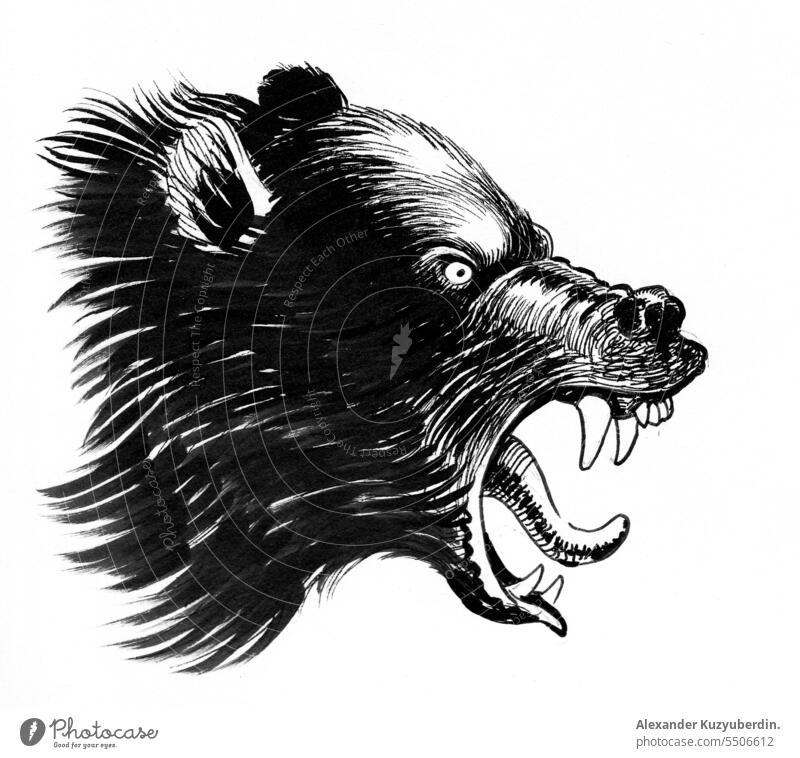 Wütender Bär. Tinte schwarz und weiß Zeichnung angriffslustig wütend Tier Kunst Kunstwerk Grizzly Kopf Grafik u. Illustration Tusche verrückt Säugetier tosend