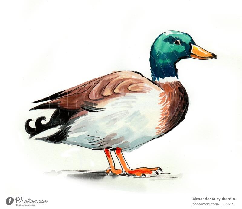 Aquarellierte Ente Tier Vogel Zeichnung Feder Grafik u. Illustration Stockente Natur Malerei Skizze Wasserfarbe