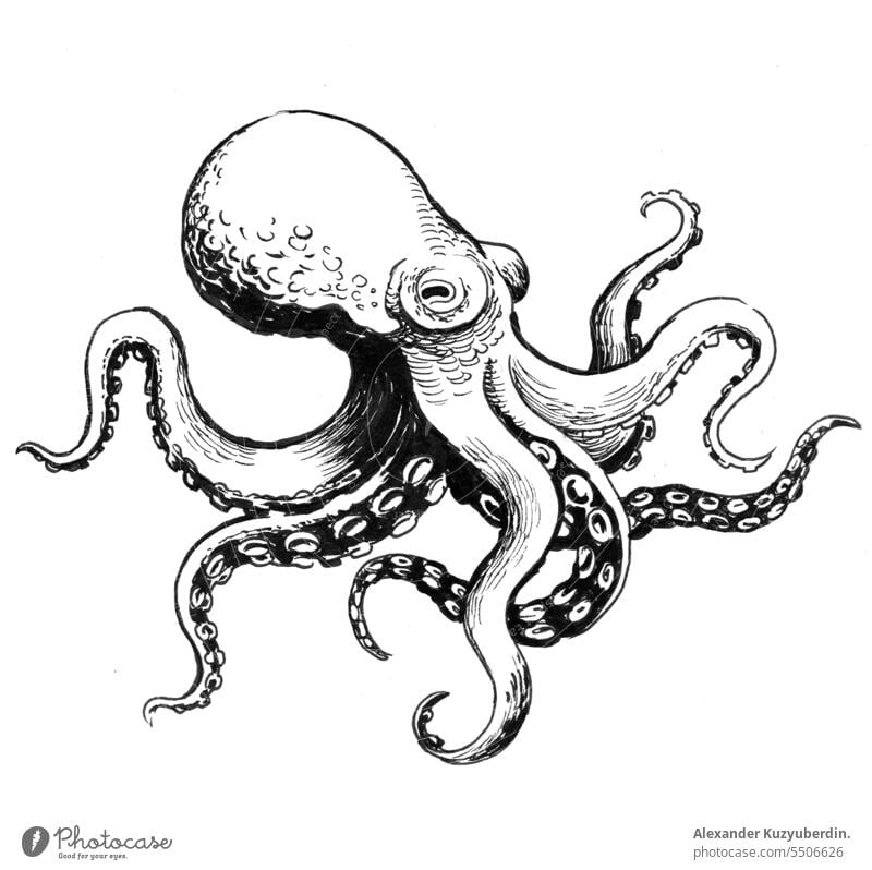 Tintenkrake. Tinte schwarz und weiß Zeichnung Tier Kunst Hintergrund Dekoration & Verzierung Grafik u. Illustration vereinzelt Monster Natur Meer Octopus MEER
