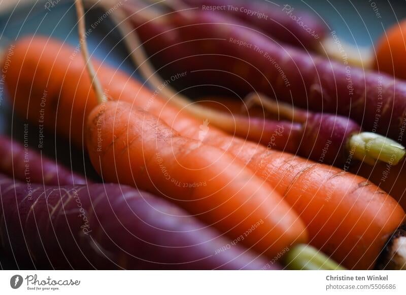 Köstliche Karotten aus meinem Hochbeet Möhren gelbe Rüben Mohrrüben Gesunde Ernährung Lebensmittel Gemüse Vegetarische Ernährung frisch Gesundheit