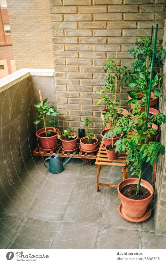 Gemüsegarten auf dem Balkon einer Wohnung mit Pflanzen, die in Keramiktöpfen wachsen urban Garten Terrasse Topf Wachstum wachsend Bewässerung Dose organisch
