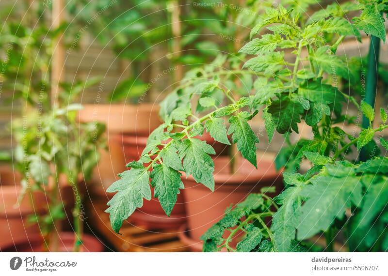 Tomatenpflanzenblätter wachsen auf Keramiktöpfen in einem Gemüsegarten auf dem Balkon Pflanzen Blätter Blatt urban Garten Topf Terrasse wachsend abschließen