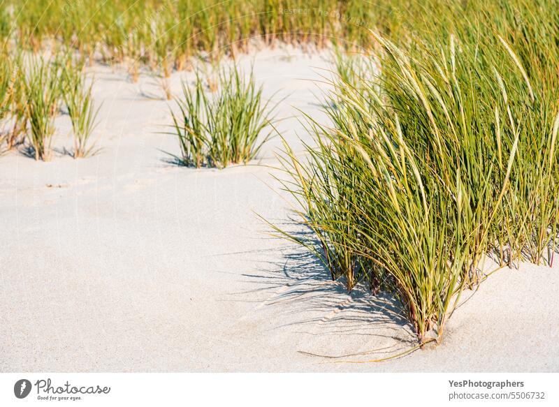 Strandhafer am Strand der Insel Sylt. Nahaufnahme mit dem grünen Gras Herbst Hintergrund schön Schönheit hell Küste Küstenlinie Farbe Dunes leer Umwelt Europa
