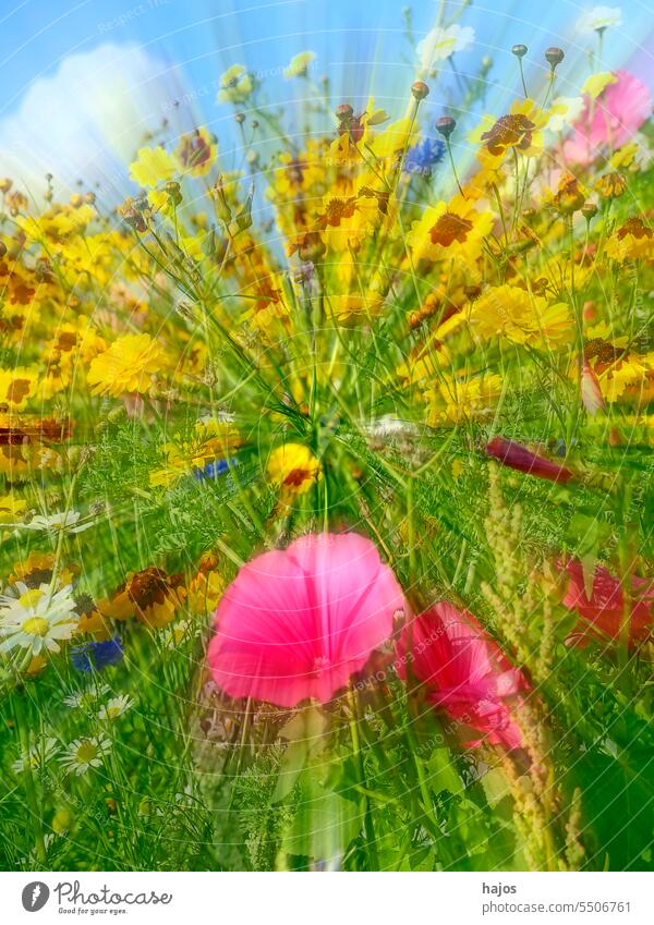 Wiese mit vielen bunten Blumen in einer Weichzeichnerlinse Malve rosa gelb grün Vielfalt Himmel blau verschwommen Geschwindigkeit Farbe farbig Blüte
