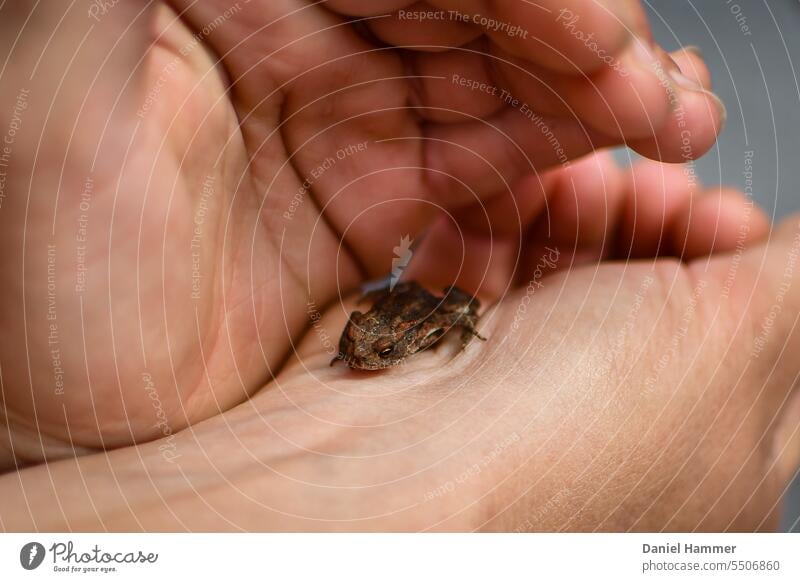 Kleiner Frosch beschützt in Kinderhänden. Schutz Entdeckung Erforschung Natur Tier Amphibie Abenteuer Freiheit Beschützen Retten Tierwelt Reptil Nahaufnahme