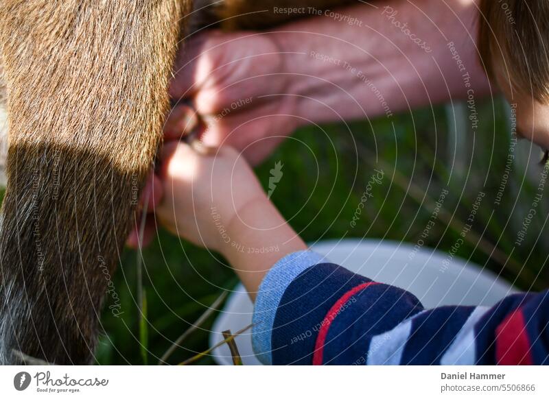 Nicht erkennbarer Junge erlernt das Melken einer braunen Ziege. Helfende Hand vom Hirten, der dem Jungen das Melken zeigt und ihn beim Erlernen unterstützt.