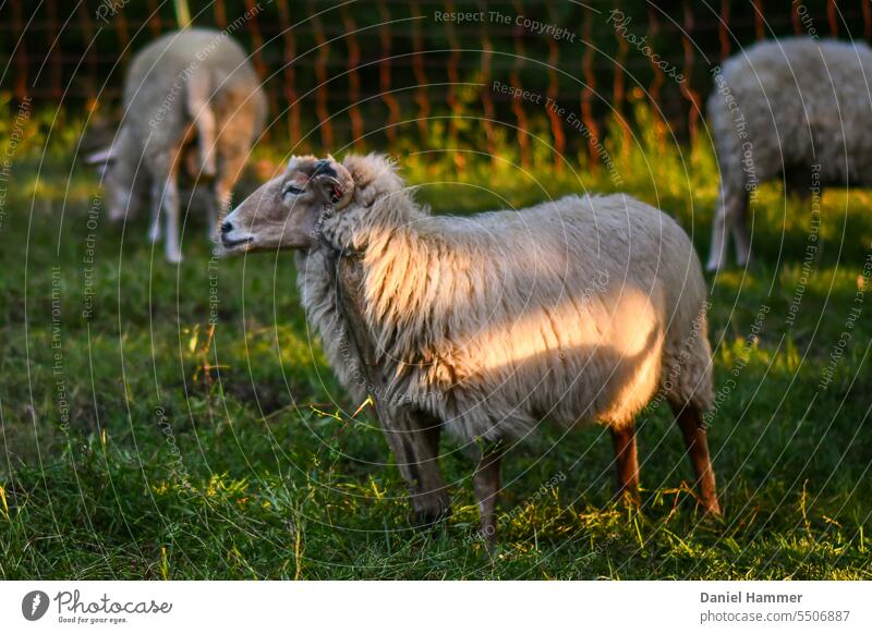 Im Vordergrund ein Schafbock mit Hörnern (Kreuzung Heidschnucke / Coburger Fuchsschaf) was sich an einem Holzpfosten wetzt. Im Hintergrund zwei grasende Schafe und ein Schafzaun bzw. Weidenetz. Am frühen Morgen kurz nach Sonnenaufgang im Sommer.