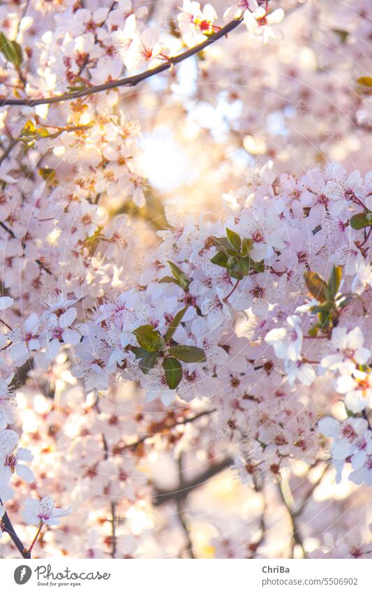 Frühlingsblüten Obstblüte sonnenlicht rosa blühen neu frisch lebendig gegenlicht Blüte Natur Pflanze Außenaufnahme Sonnenlicht Duft Blütenblatt Farbfoto
