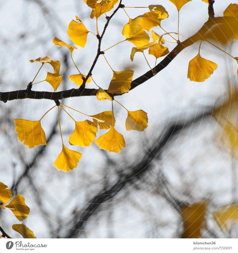 Homöopathische Gedächtnisunterstützung Natur Pflanze Herbst Baum Blatt Ginkgo Zweig Laubbaum ästhetisch außergewöhnlich exotisch natürlich gelb Wachstum