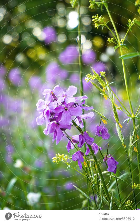 Wildblumen auf der frühsommerlichen Wiese Pflanze Natur Blume Blüte Schwache Tiefenschärfe Sommer Frühling violett Blumen Blütezeit schön Unschärfe Nahaufnahme