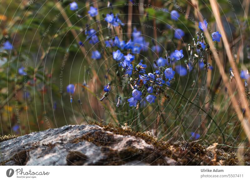 Wilde Glockenblumen in Norwegen Makro ruhig Meditation harmonisch zart natürlich Detailaufnahme schön Außenaufnahme Natur Blühend Pflanze Blume Blüte Campanula
