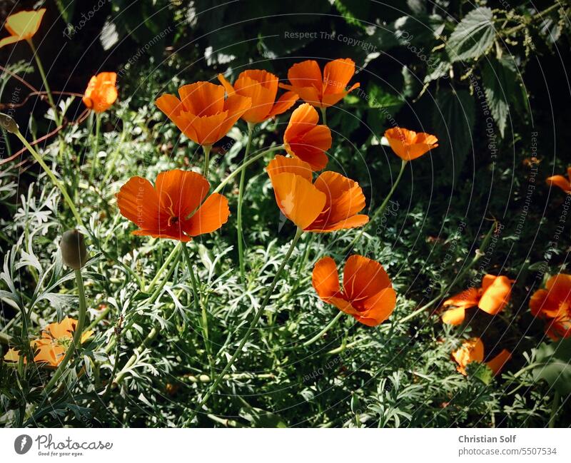 blühender Kalifornischer Mohn, Goldmohn -  Garten Blumen blühen im Sonnenlicht Klatschmohn Wild Kalifornische Mohn Kalifornischer Kappenmohn Blüte Natur
