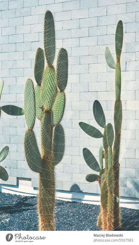 Feigenkaktus an einer Mauer, selektiver Fokus, Farbtonung angewendet. Kaktus Natur Pflanze Wand Gebäude Kaktusfeige Garten opuntia Hintergrund stachelig