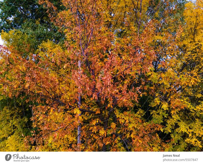 Herbst Wisconsin in den USA abstrakt herbstlich Hintergrund schön Schönheit in der Natur Ast braun Farbe farbenfroh Tag trocknen Umwelt fallen Laubwerk Wald