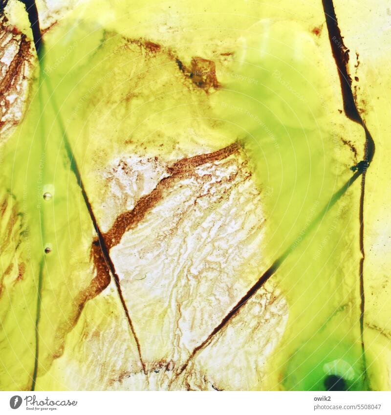 Terrain Farbstoff grün hellgrün Menschenleer Schlieren abstrakt Detailaufnahme mehrfarbig Design Kunst trashig Nahaufnahme Strukturen & Formen Farbfoto Muster