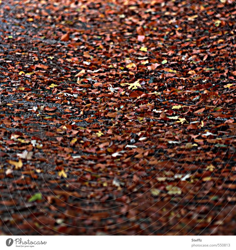 Herbstlaubrauschen auf dem Waldboden Rauschen der Blätter Herbstspaziergang warme Brauntöne melancholisch Herbstfärbung Herbstwald Novemberstimmung Waldweg