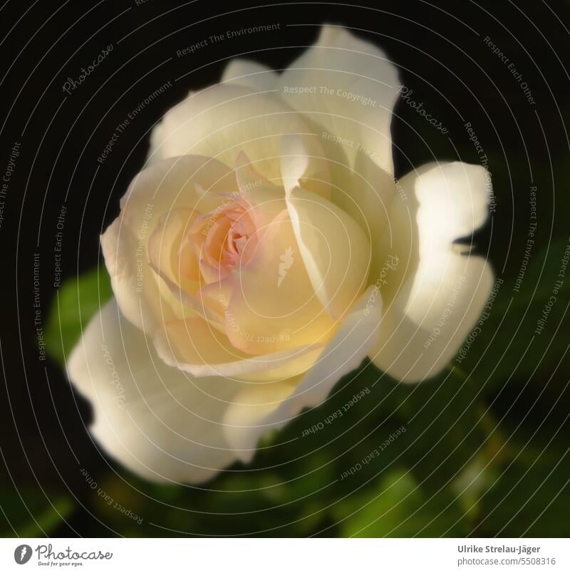 Rose im spätsommerlichen Abendlicht Rosenblüte Romantik Blüte blühend Pflanze Unschärfe Blütenblatt Blütenblätter Detailaufnahme Nahaufnahme geöffnet erblüht