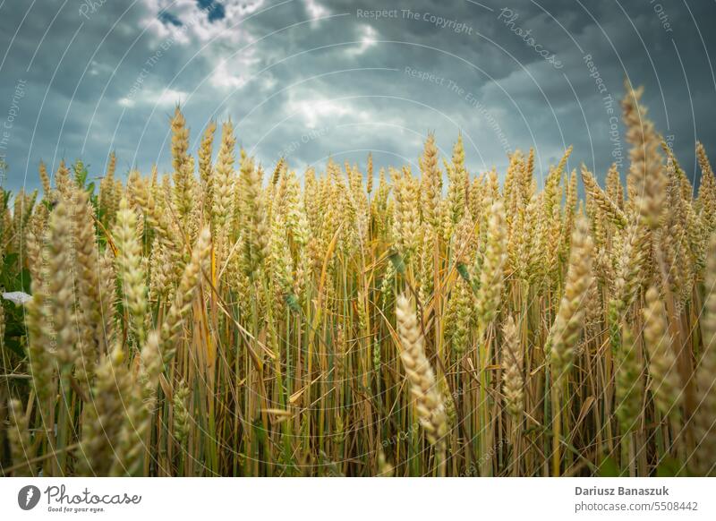 Nahaufnahme eines Weizenfeldes und eines bewölkten Himmels Feld Lebensmittel ländlich Pflanze bedeckt wolkig gelb Korn Müsli Sommer Ackerbau Natur Wachstum