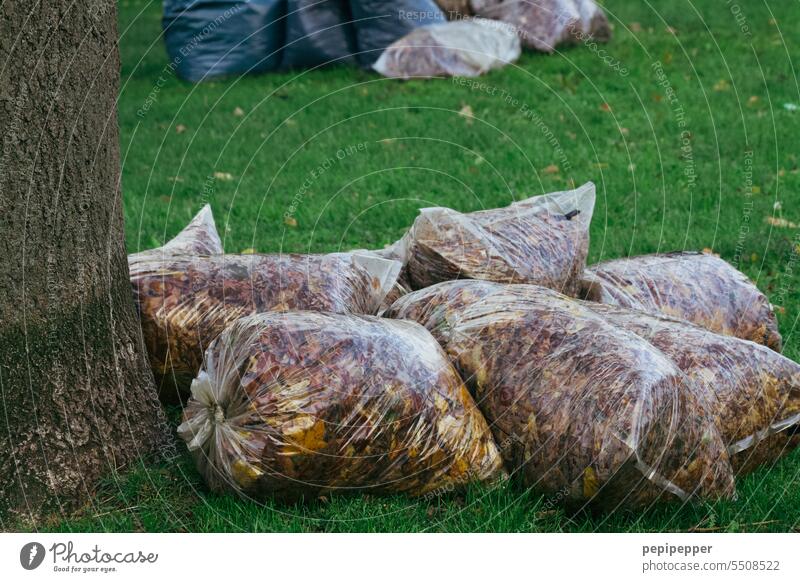 Biomüll – altes Laub in Plastiktüten liegt abholbereit auf einer Wiese Laubwerk Laubbaum Laubblätter Natur Herbst herbstlich Herbstfärbung Wald Herbstlaub Blatt