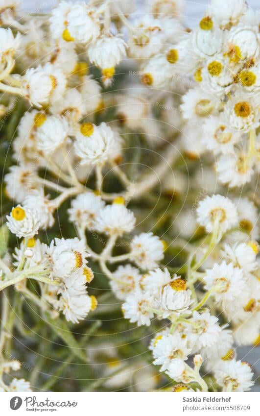 Kleine weiße Blüten aus der Nähe Blumen gelb Wildblumen Ordnung geblümt Blütezeit Blumenstrauß Trockenblumen Dekoration & Verzierung Herbst Saison saisonbedingt