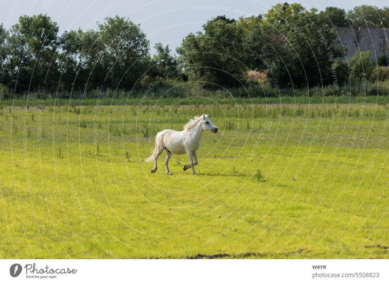 Ein erwachsenes weißes Pferd in Carmarque galoppiert über eine grüne Wiese Frankreich Rhône-Delta Reiten Jugendlicher Erwachsener Ackerbau Schwemmland der Rhone