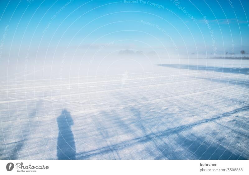 schattenschnee Nebel Schneesturm Wind Farbfoto Landschaft Himmel frieren gefroren Raureif Jahreszeiten Frost Natur Wiese Feld Wetter Winterlandschaft