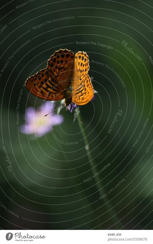 Argynnis paphia, Kaisermantel. Ein orangefarbener Schmetterling öffnet seine Flügel und sitzt auf einer violetten Blüte im Sonnenlicht vor grünem Hintergrund.