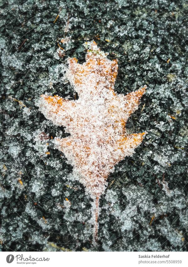 Frostiges Eichenblatt auf dem Boden Blatt Herbst Eis Winter Schnee gefroren saisonbedingt Saison Jahreszeiten Farbfoto Natur golden gefallen umgefallene Blätter