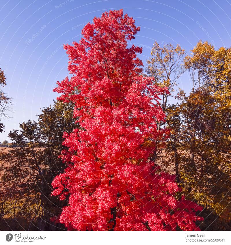 Herbstrot auf einem Feld in Wisconsin abstrakt abstrakte Hintergründe Herbstblattfarbe herbstlich Ehrfurcht schön Schönheit Schönheit in der Natur Ast braun