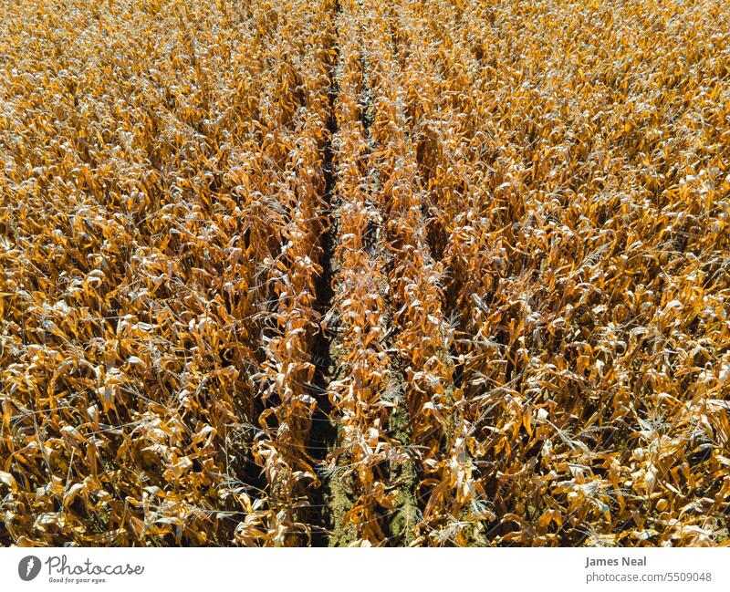 Herbstliches Maisfeld im Mittleren Westen der USA landwirtschaftlich Ackerbau Hintergründe Müsli Landschaft Ernte Tag trocknen Umwelt fallen Bauernhof