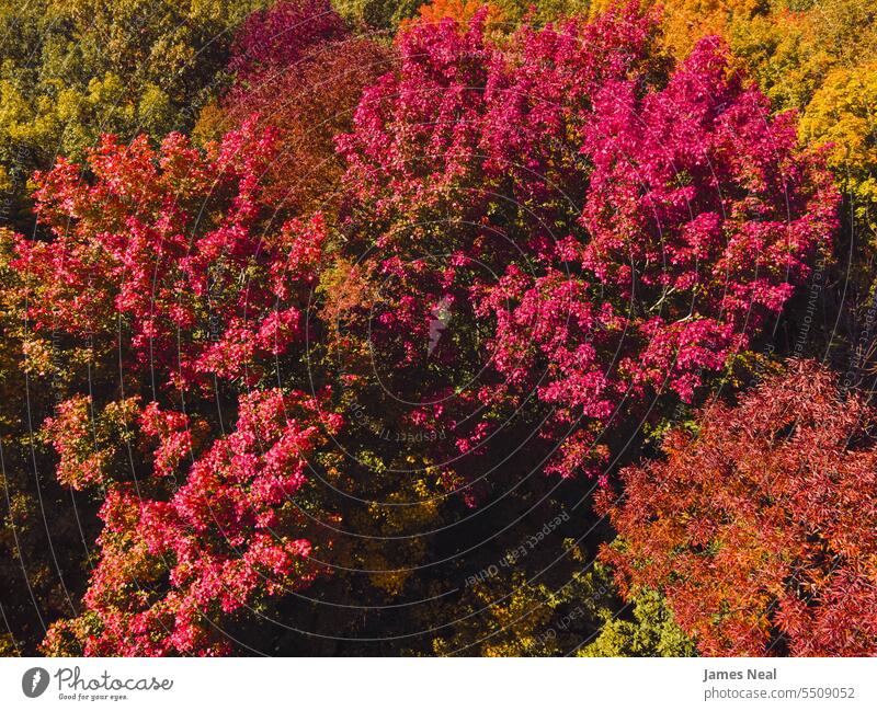 Bunte Blätter im Herbst in Wisconsin oben Luftaufnahme Herbstblattfarbe herbstlich Ehrfurcht Hintergründe schön Schönheit in der Natur Ast braun