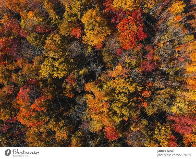 Luftaufnahme hoch oben im herbstlichen Wisconsin Herbst Herbstblattfarbe Ehrfurcht Hintergründe schön Schönheit in der Natur Ast braun Wandel & Veränderung