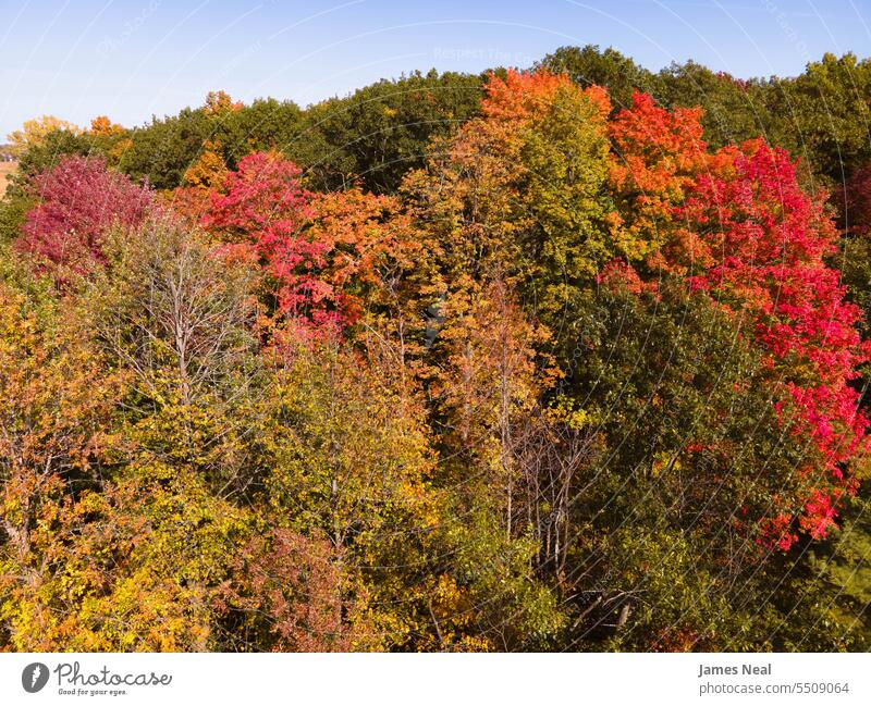 Lebendige Herbstfarben in Wisconsin USA Herbstblattfarbe herbstlich Ehrfurcht Hintergründe schön Schönheit in der Natur Ast braun Wandel & Veränderung