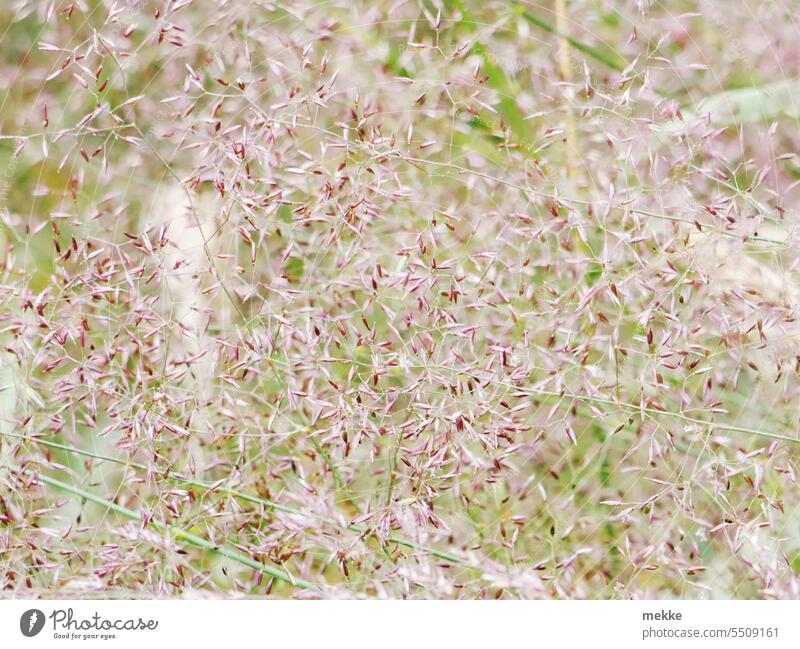 Vorsicht Allergie - Grashalm Durcheinander Wiese Grashalme Blüten Samen Ähren Sommer Pollen rispen Stengel Weide Halm federartig weich Rauschen flimmer Pflanze