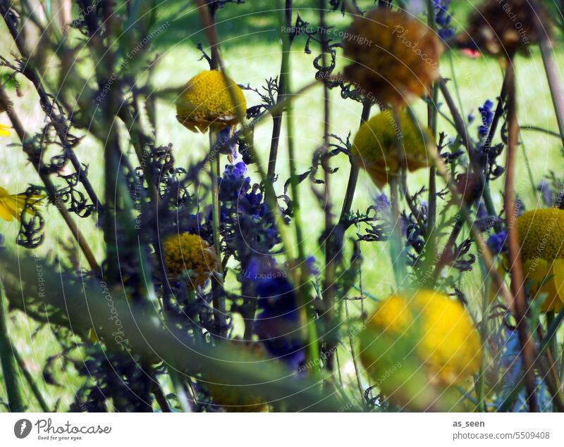 Herbstwiese Wiese Blumen braun lila gelb herbstlich Natur Pflanze Farbfoto Menschenleer Außenaufnahme Umwelt Schwache Tiefenschärfe natürlich Garten Gras