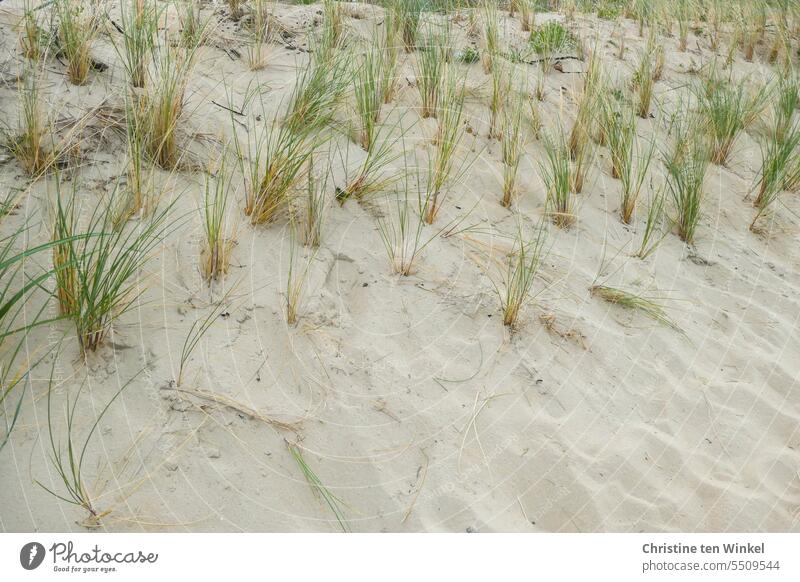 Dünengras Deich Deichgras Küstenschutz Natur Grasbüschel Deichschutz Neuanpflanzung Umwelt Sand Nordsee Nordseeinsel Landschaft Sanddüne