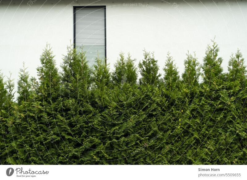 Fenster mit geschlossener Jalousie hinter Hecke versteckt verbergen Sichtschutz Strukturen & Formen Einfamilienhaus Schutz Schatten Häusliches Leben