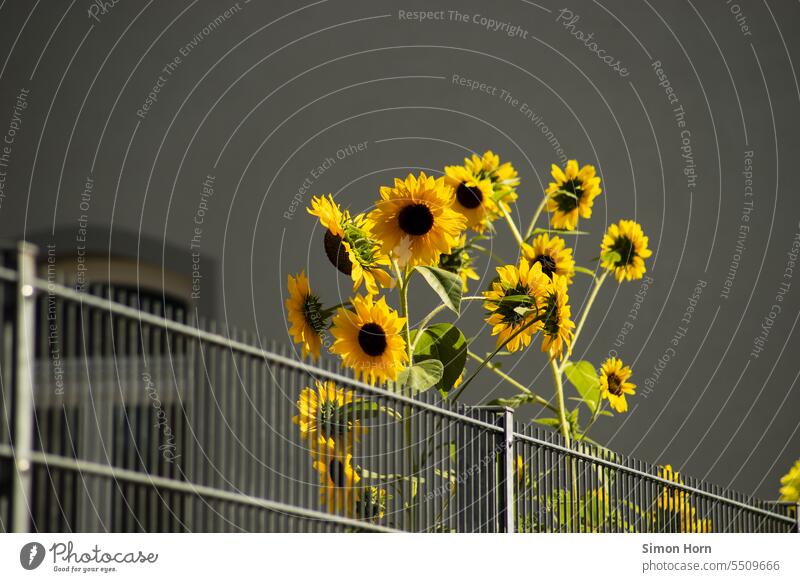 Sonnenblumen in der Stadt Urban gardening urban gardening Kontrast Lichtblick Freude keimen wachsen Wachstum Sonnenseite Oase gelb Fokus Sonnenstrahlen Pflanze
