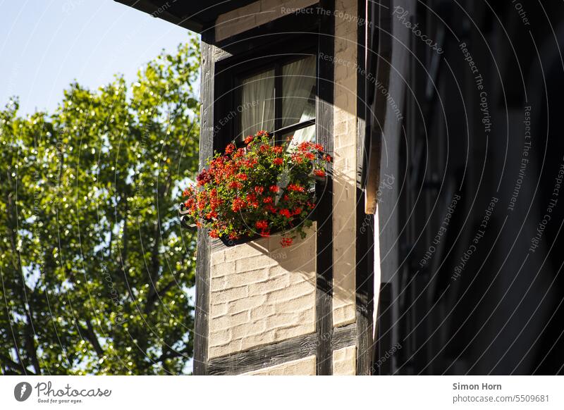Blumen vor einem Fenster in einem Fachwerkhaus Blumenschmuck Altstadt Idylle idyllisch Inszenierung historisch Fassade Stadt renoviert konserviert