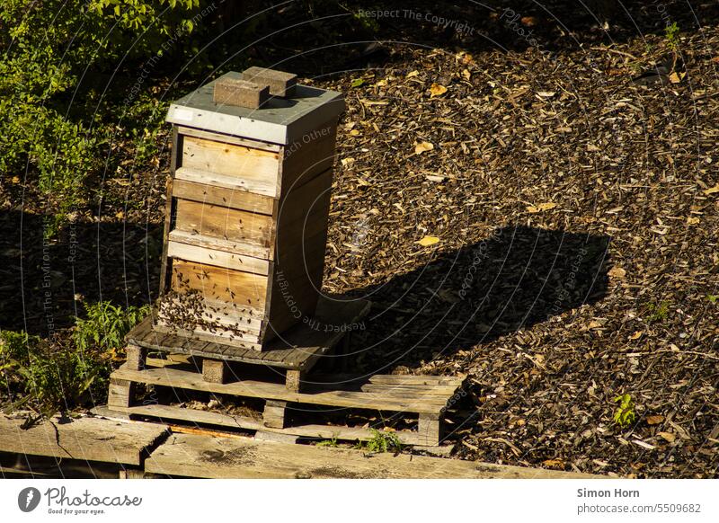 Bienenvolk umschwirrt einen Bienenstock Imkerei Honig Bienenzucht Honigbiene fliegen Lebensmittel Insekten Beute Gewirk kastenförmig Paletten Gemeinschaft